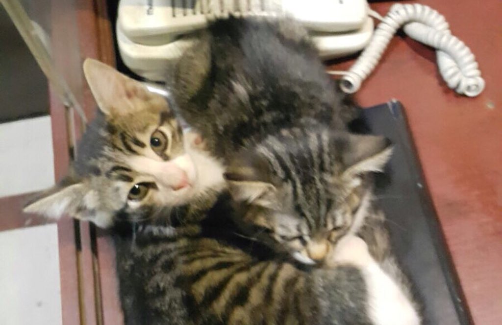 2018’e tatlı mı tatlı bir arkadaş sahiplenerek girmek ne güzel olurdu. 💛Bu 2 aylık dişi kediler yuva arıyor‼️ Fulya-Istanbul’da bir sitenin güvenliği bakıyor, daha hiç dışarı çıkmamışlar🏡 Bu soğuk havada yaşayamazlar.😿İLETİŞİM: Seyithan Bey 📲0 530 236 42 13 💌 #Yeniyıl2018