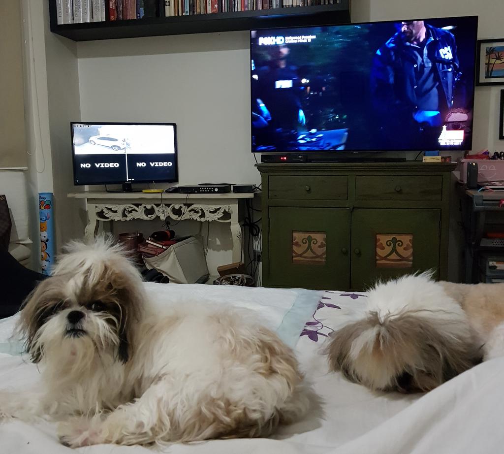 imamastersniper's tweet photo. Stare down kami ni Matildang suplada. ππ€£ππ€£ππ€£
#MatildaXOnecho
#furbabies https://t.co/55cmdbCd9m
