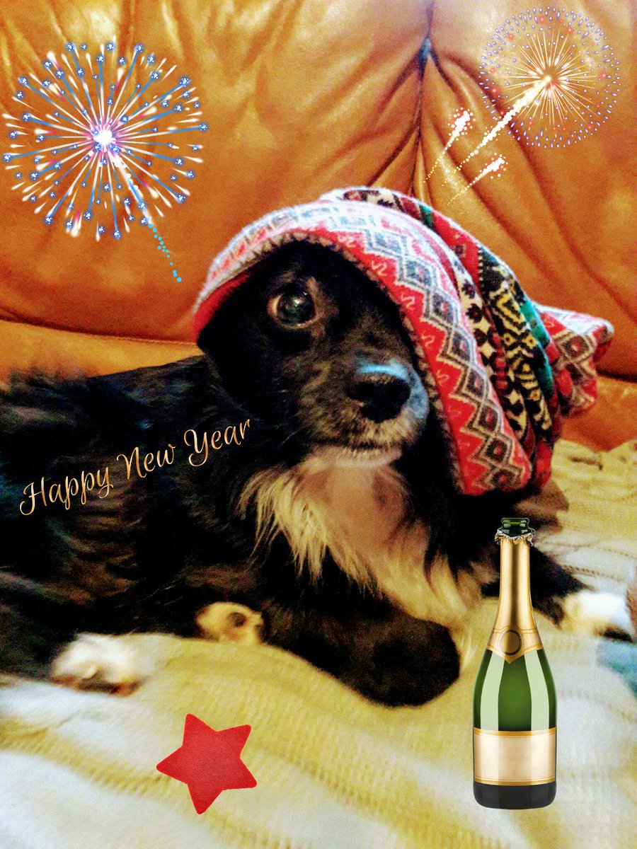 Yse_EducCanin's tweet photo. BE CAREFUL ! The 31st can be very scary for ours dogs ! Keep them in a quiet room.
#happynewyear #dog #ilovemydog #doglover #dogtraining #happydog https://t.co/uRKxEJrpWV