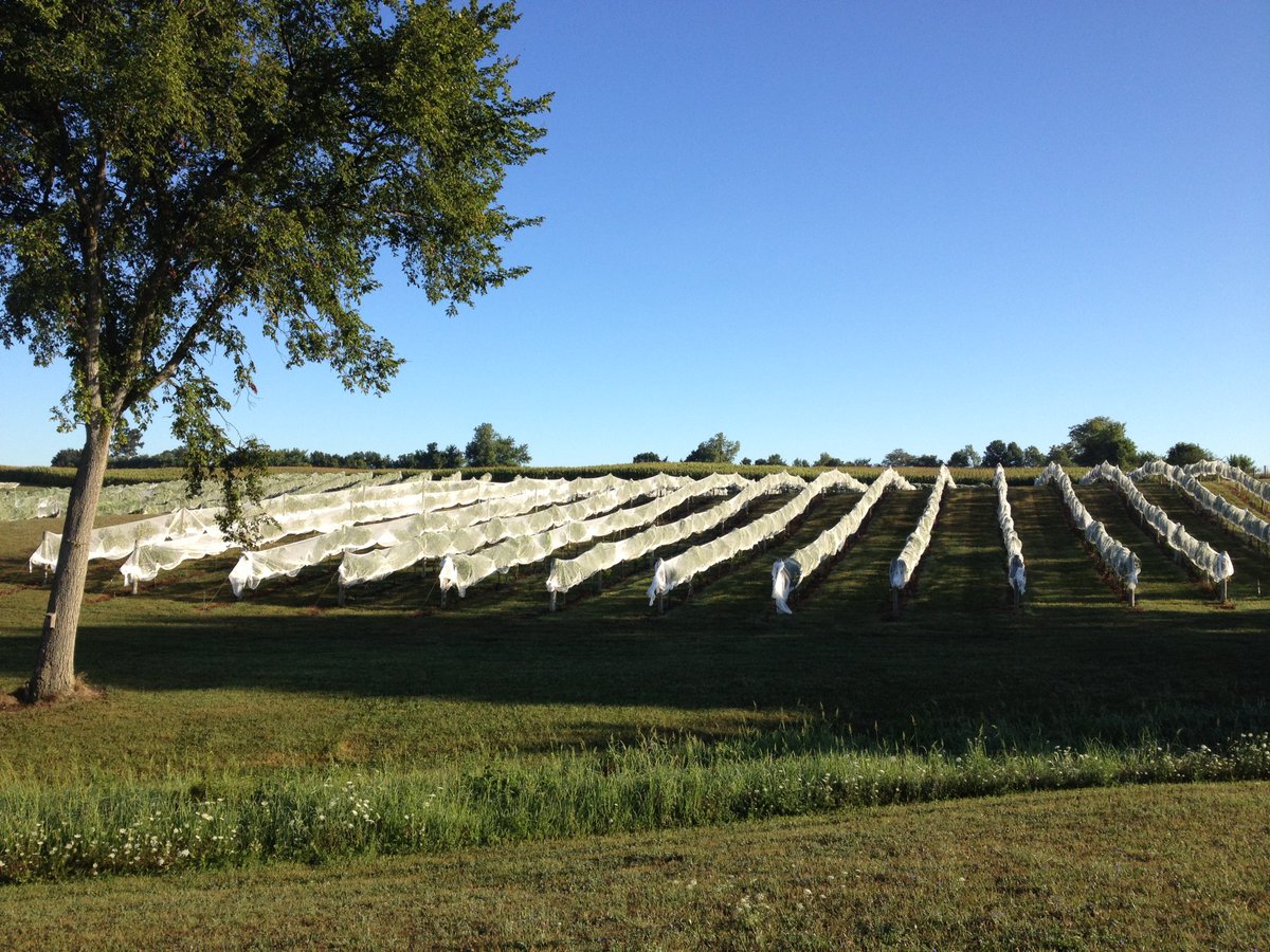 Best of 2017: 5 Must-Visit Ohio Valley Wineries - Great things happening in a lesser-known region. goo.gl/2N7r5g #wine #winelover #Ohio #winetourist #Travel