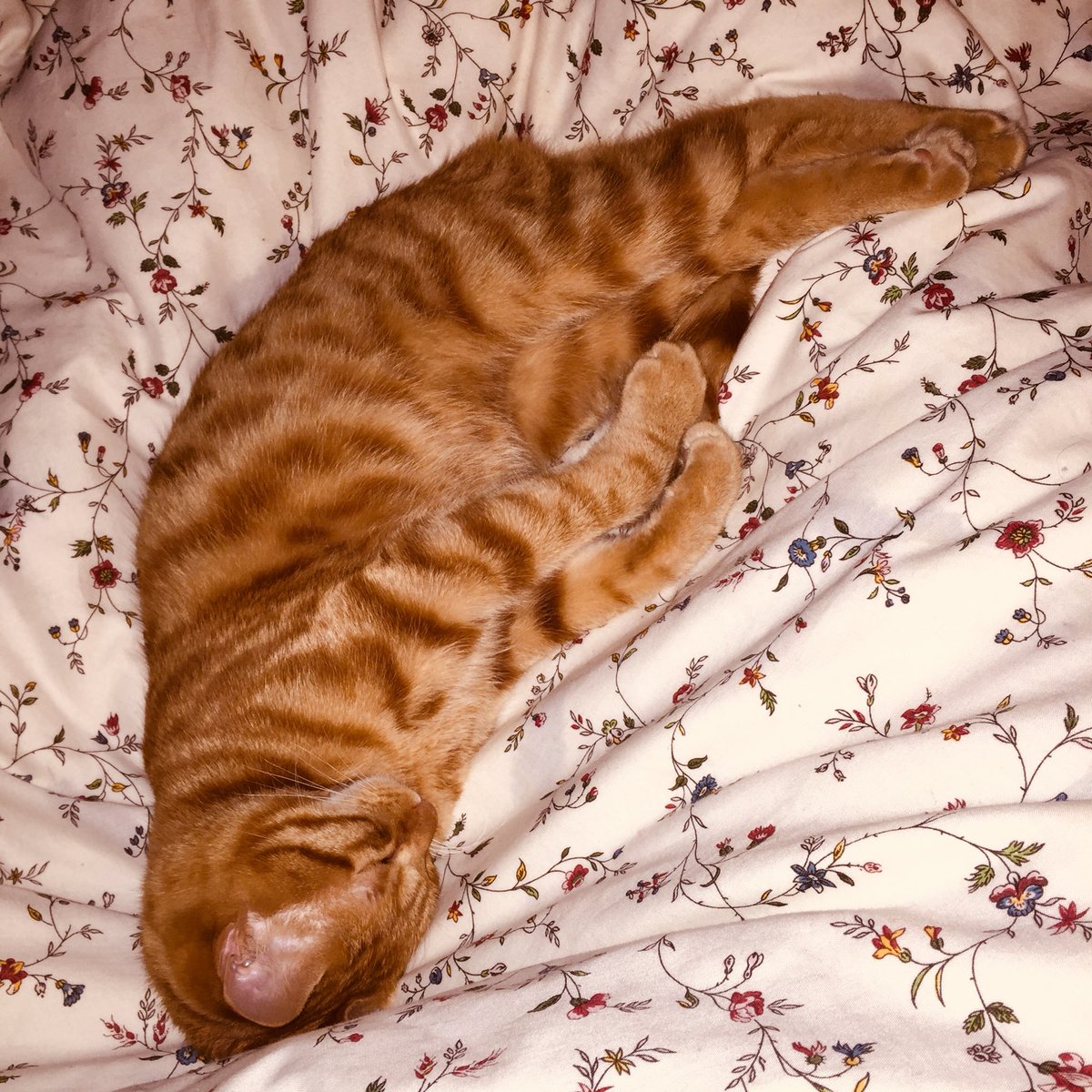 孔明睡得像死猪