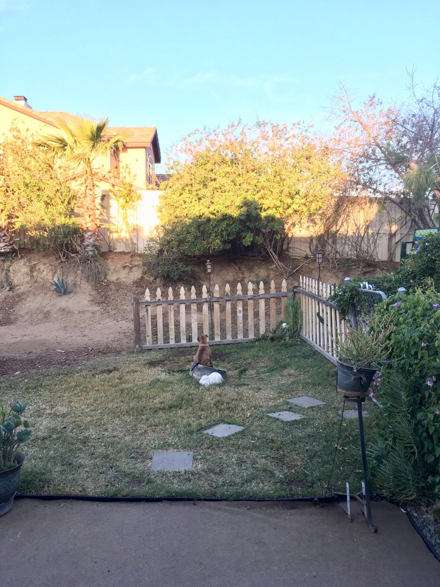 MyStaffords's tweet photo. There’s my little nugget, watching the birds on his stump. #staffordshirebullterrier #ezmapup 🦅 https://t.co/2R7BHc1vp0