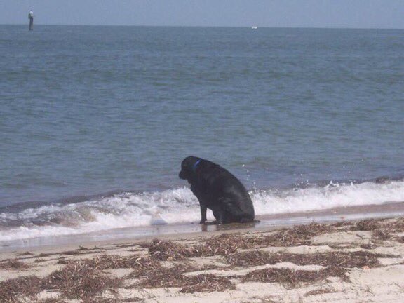 Friend: Are you okay?  Me still think about that time I stepped on my dogs tail in 2010... https://t<a href="/tag/arsenal"class="tags"><span>#arsenal</span></a><a href="/tag/whatdoyouthinkareshit"class="tags"><span>#whatdoyouthinkareshit</span></a>