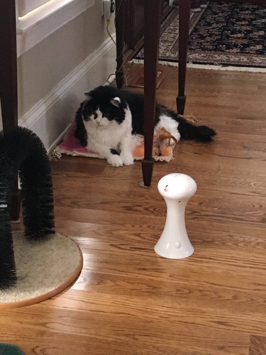 Kzoo_chick251's tweet photo. Too lazy to chase the light? Just lay down and wait for it to come to you #sillycat #waitingforfun https://t.co/Ui3IQcKdKU