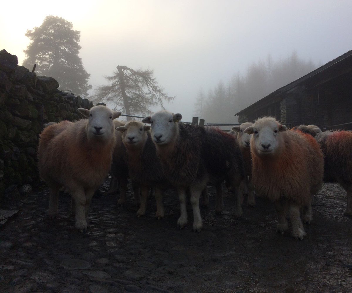 Work continues on our #Cumbria feature documentary 'A Dog and a Stick' #LakeDistrict #Documentary #Filmmaking