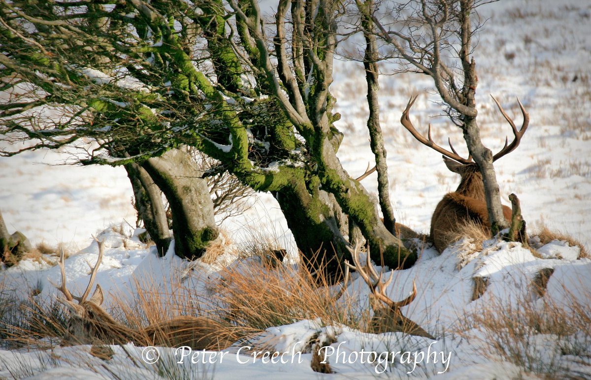Exmoor_Reise's tweet photo. Hirsche suchen Schutz in Exmoors uralten Hecken.
#Schnee #Winter #Exmoor
Foto: Peter Creech ❄️❄️❄️ https://t.co/bGQHKaXW6e