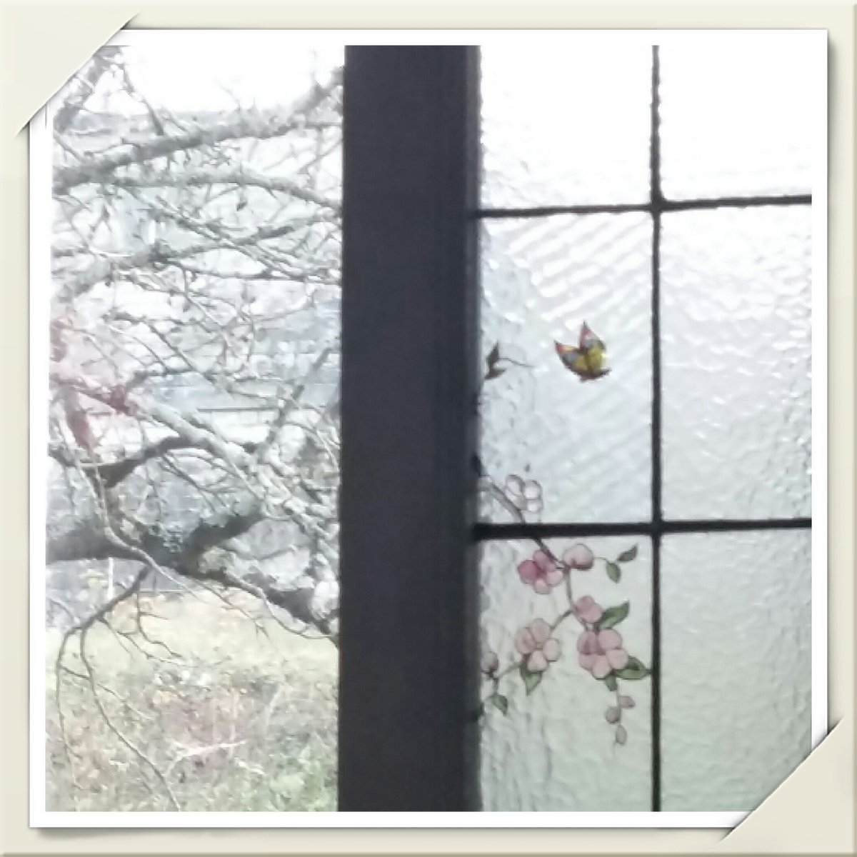 helenepaumier's tweet photo. Le cerisier du jardin de décembre vient fleurir dans le cerisier printanier du vitrail
#angledevue https://t.co/ZYDXJo826W