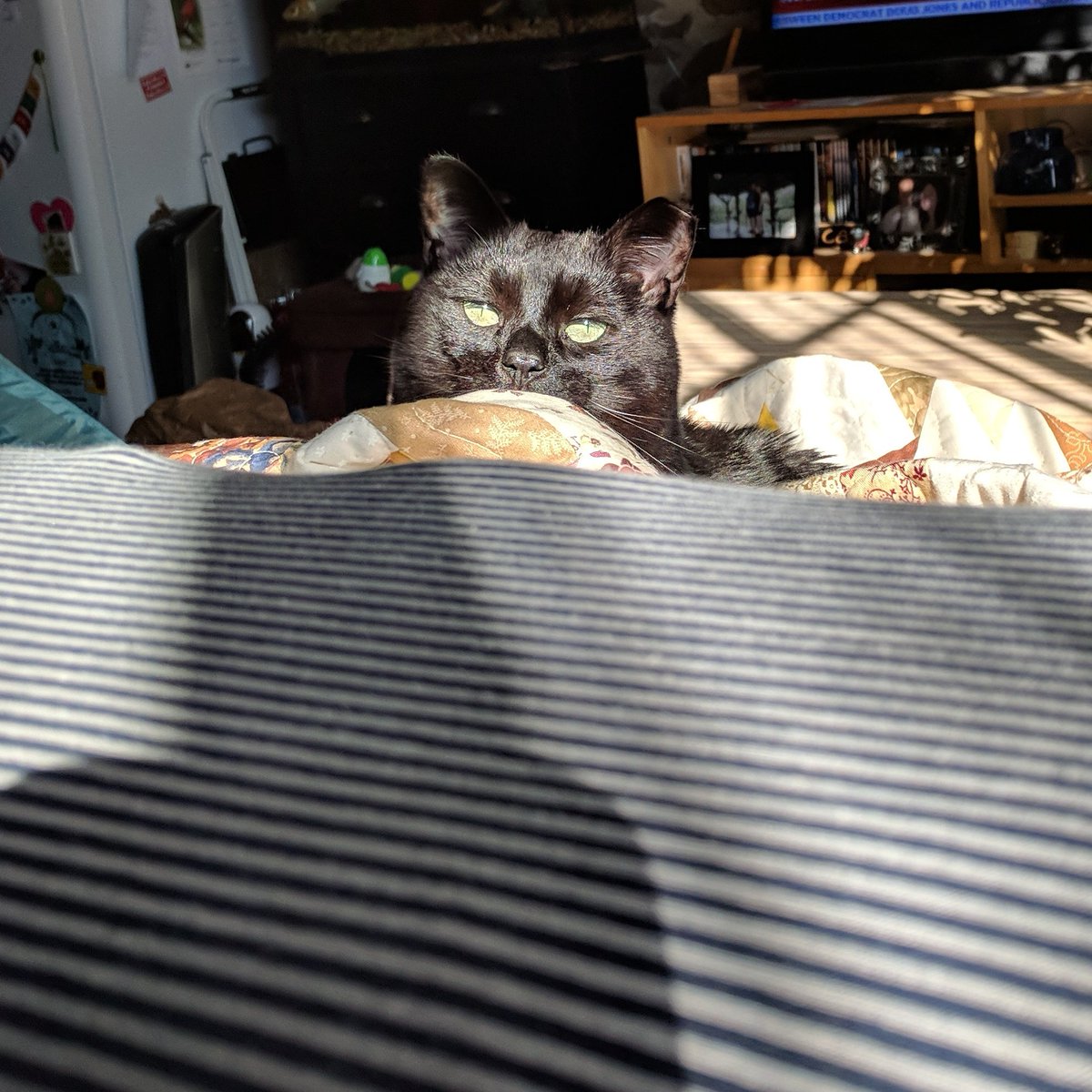 FrancoPants's tweet photo. I'm waiting....
#snuggle #CatsOfTwitter #Francopants https://t.co/N32sI3RpWi
