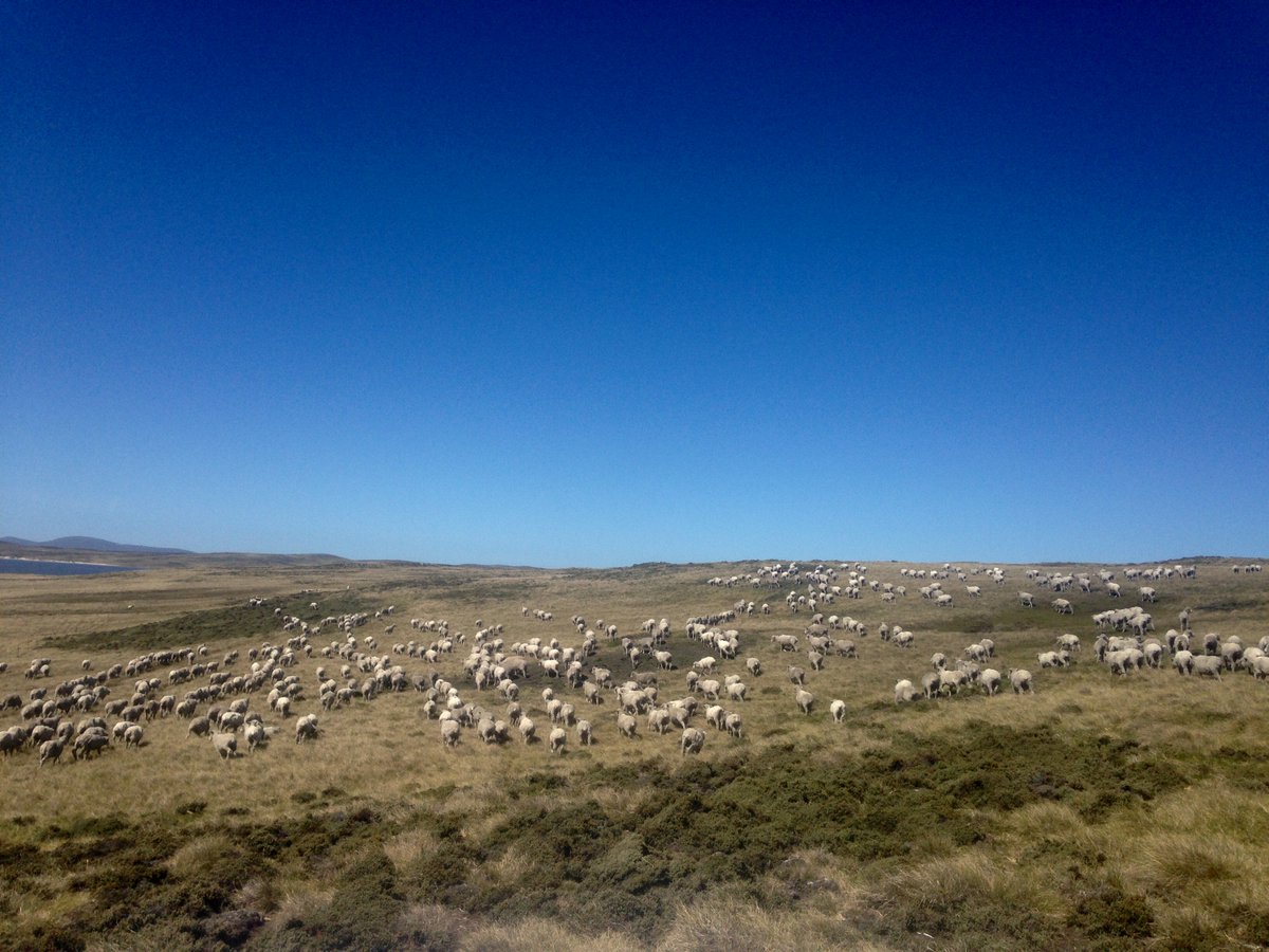doyle_falklands's tweet photo. Bringing in the wethers to draft and take to pastures new #sheep #farm #falklands #farmer #sheep365 #sheepdog #wool #falklandfarm #work #sun #summer https://t.co/gHSdFgLGF0