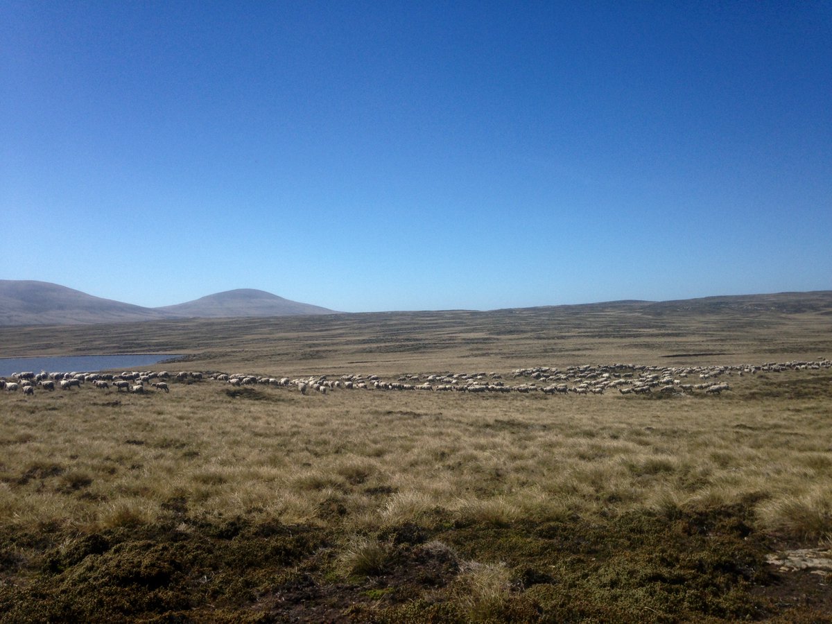 doyle_falklands's tweet photo. Bringing in the wethers to draft and take to pastures new #sheep #farm #falklands #farmer #sheep365 #sheepdog #wool #falklandfarm #work #sun #summer https://t.co/gHSdFgLGF0