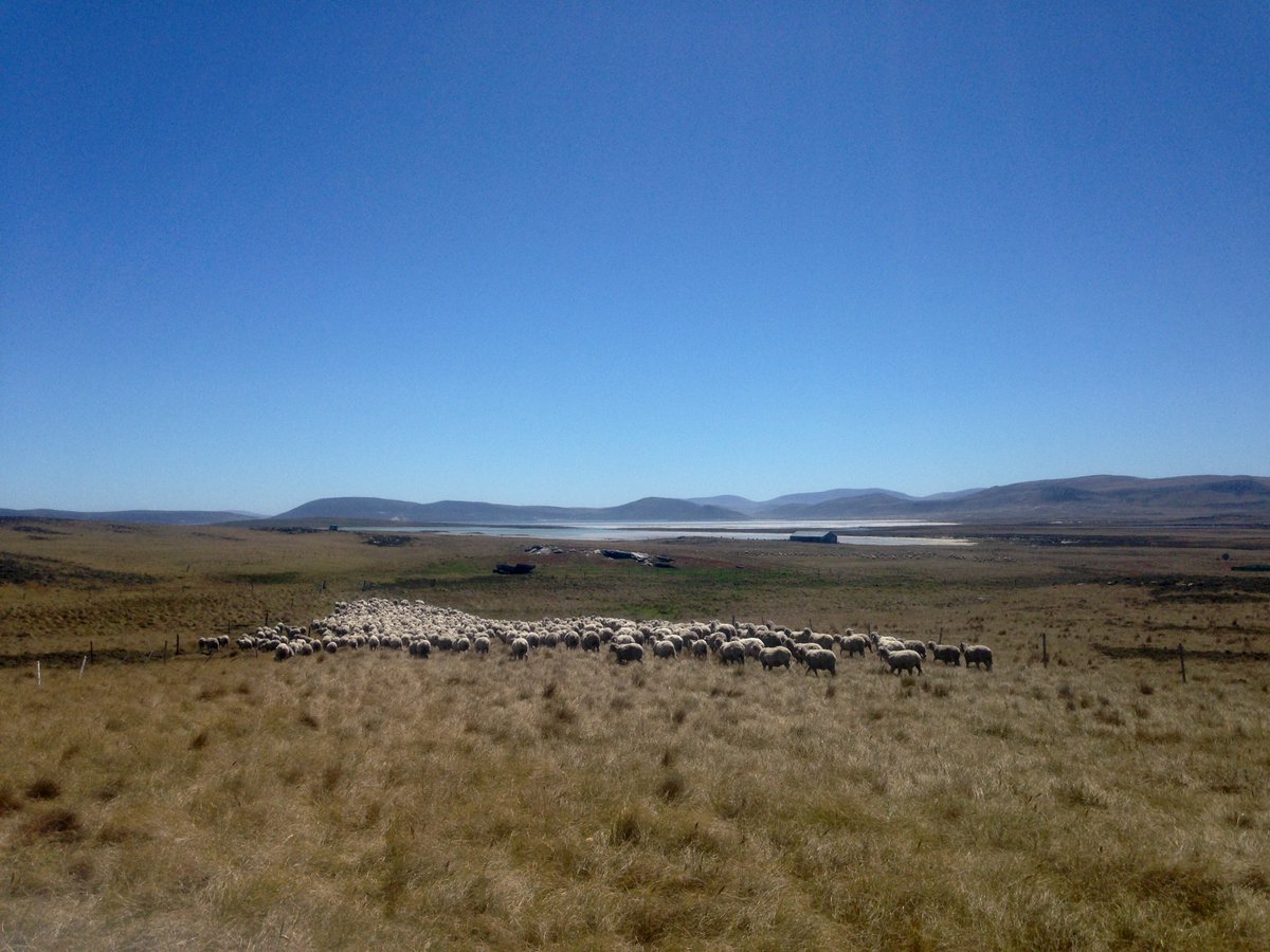 doyle_falklands's tweet photo. Bringing in the wethers to draft and take to pastures new #sheep #farm #falklands #farmer #sheep365 #sheepdog #wool #falklandfarm #work #sun #summer https://t.co/gHSdFgLGF0