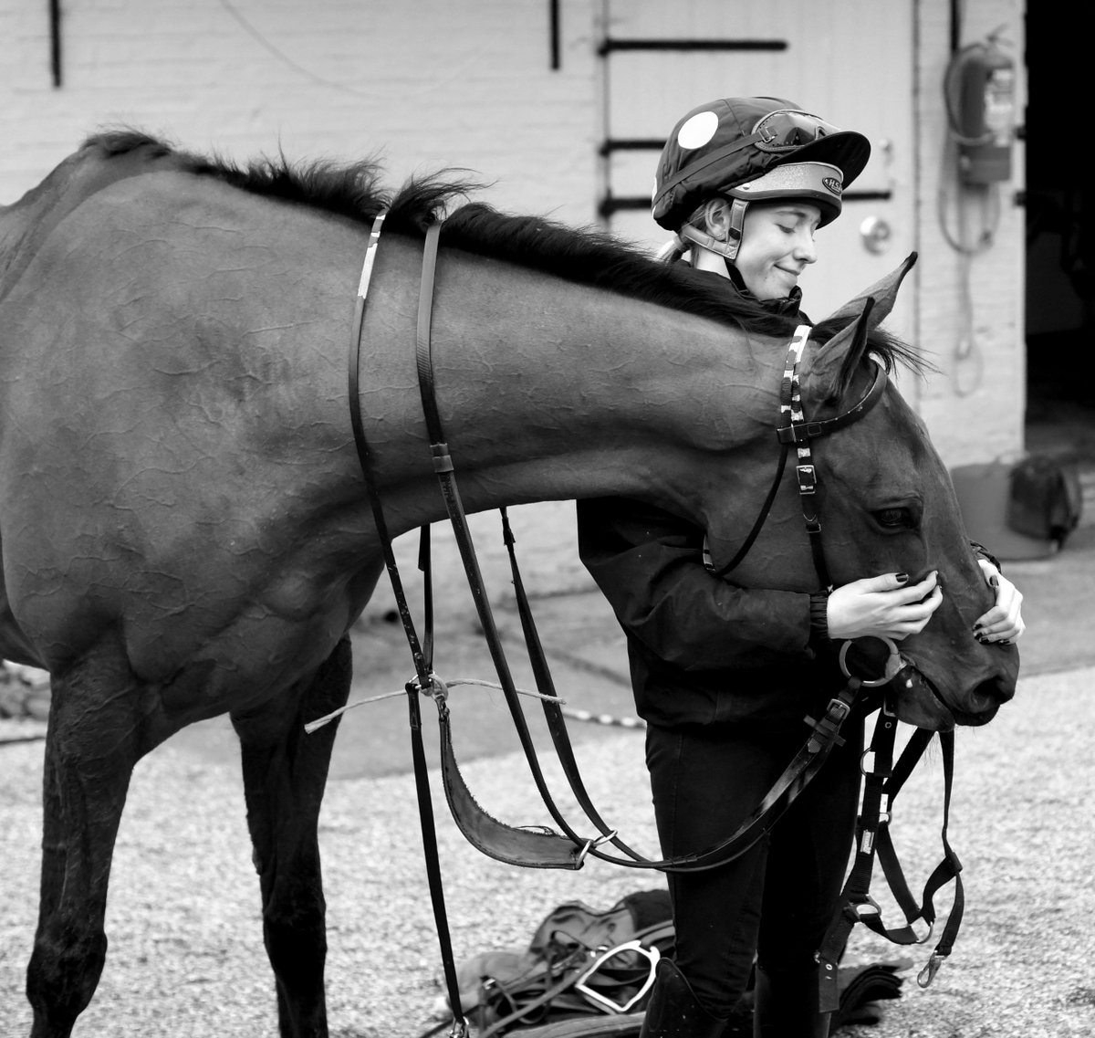 Johny5issoalive's tweet photo. Two black type mares in four days for Stuart Edmunds and team. Exciting times ahead for these pampered princesses. #mariasbenefit #kaloci https://t.co/l0buc51Hwn
