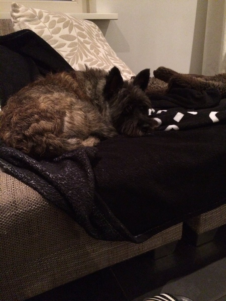 cairnwizzy's tweet photo. Zo we zitten weer heerlijk rustig in een b&amp;b in de polder, vuurwerkvrij, wizzy komt weer een beetje bij na al die knallen in #ridderkerk https://t.co/FJS0AyTi03