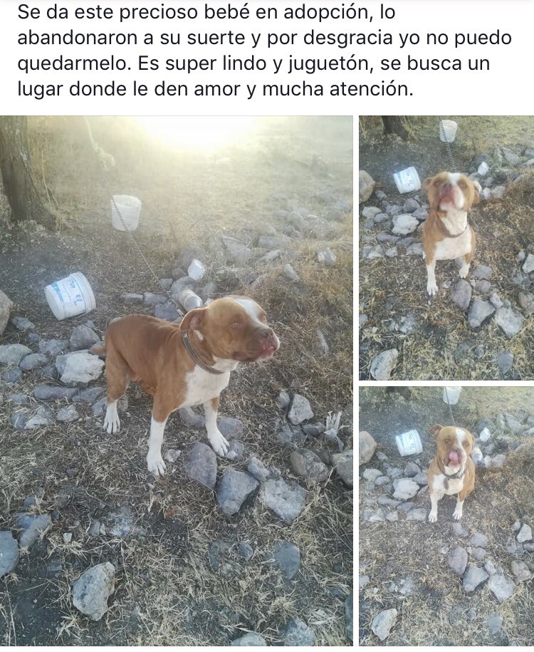 qroperros's tweet photo. https://t.co/4qgvjxps0a