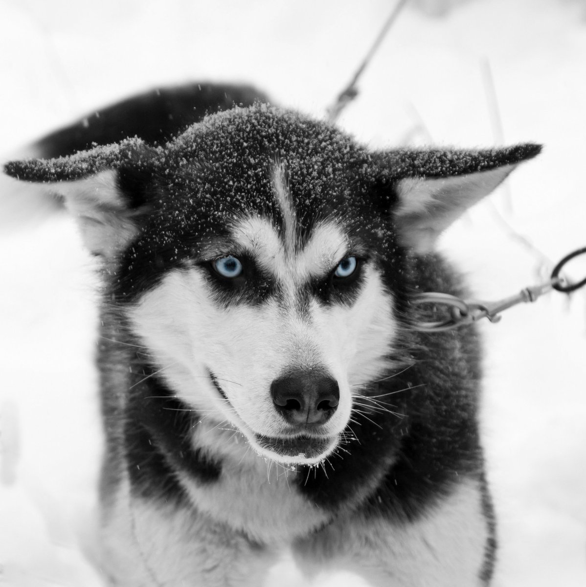 regienfoto's tweet photo. Husky tocht. #Canada https://t.co/xtujIjToZA