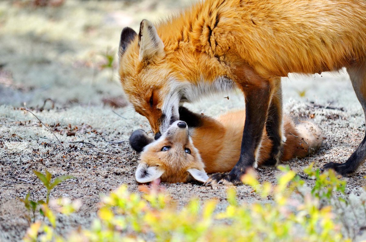 Photo of the Day: Take your #NewYearResolution from this Red Fox mother and...