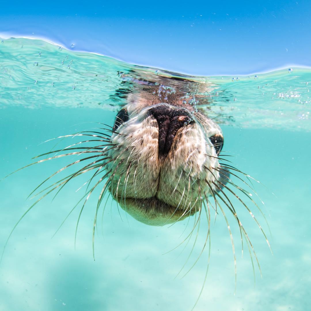 "Feel my whiskers - I've been using this new shampoo..." (via IG/alexkyddphoto off <a href="/RottnestIsland/">Rottnest Island</a>)