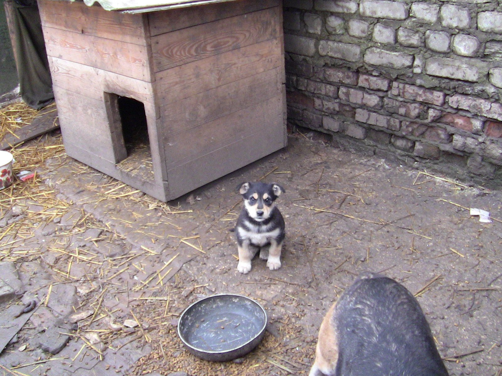 Двор с будкой