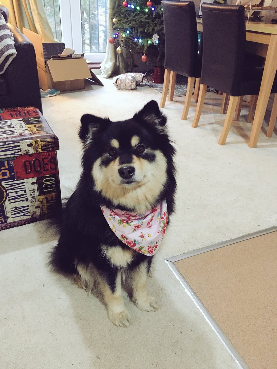 My Christmas gift from @Leishacudworth. Now I look super cute 😍 #cute #dogsoftwitter #finnishlaphund <a href="/CuteOverloads/">Cute Overloads</a> #bandana #fluffy
