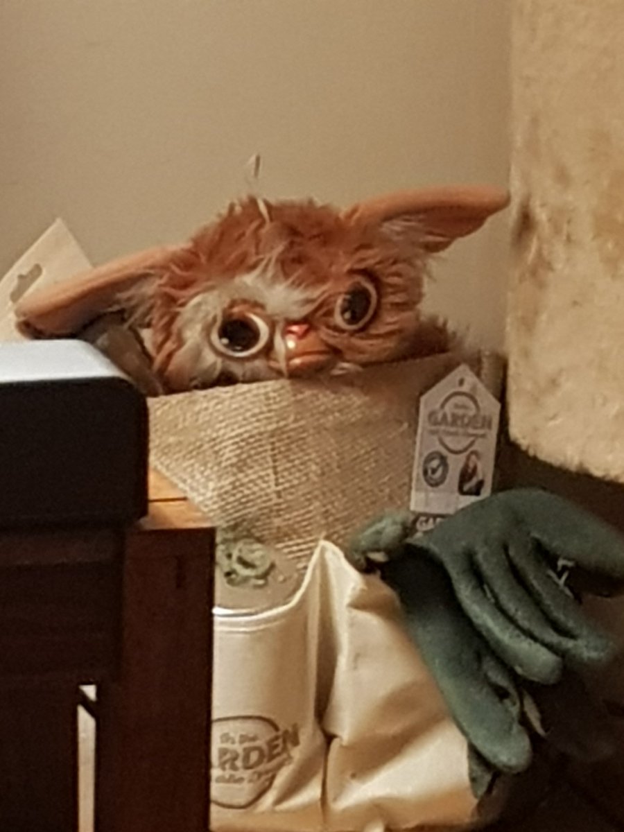 MiniMich25's tweet image. Just remember, don't feed him after midnight.