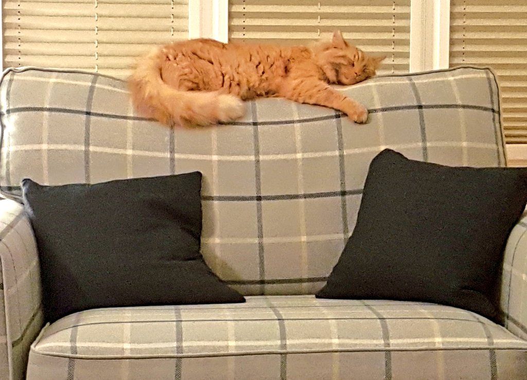 Budgy5's tweet photo. Love seat all to myself! Yes! #happiness #Caturday #sleep https://t.co/acbYVB7TQW