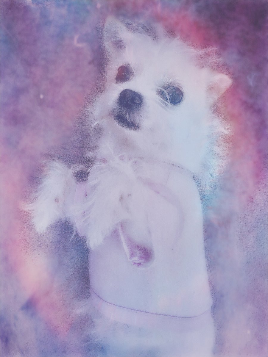 shelbyland's tweet image. Colour Washed #dog #furbaby #festivecolours #strikeapose #dogportrait #chishi #chihuahuashitzu #Hipstamatic #Madalena #Daydream #Yuletide #HipstaOfTheDay #PhotoOfTheDay #Animals #Nature #Portraits #MakeBeautiful