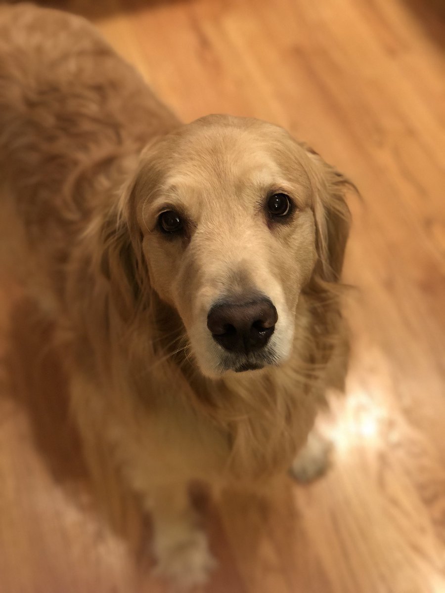 dogfather's tweet photo. i got the iPhone x here is my dog https://t.co/UiHW7DyJkx