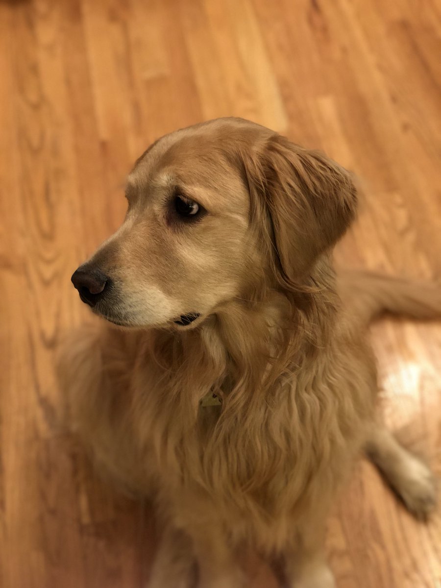 dogfather's tweet photo. i got the iPhone x here is my dog https://t.co/UiHW7DyJkx