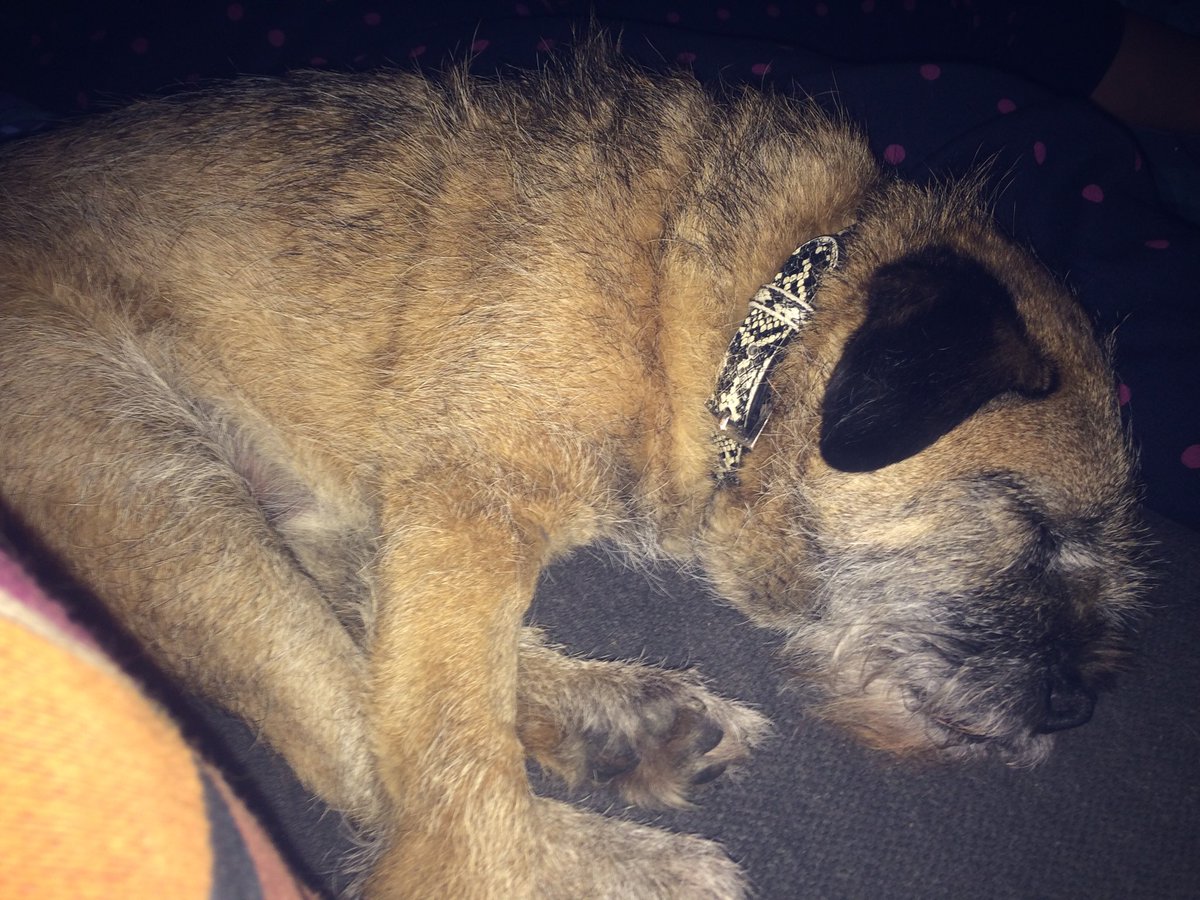 All curled up and fast asleep with Aunty Aggy. Mad Max is asleep too and so is lolly.