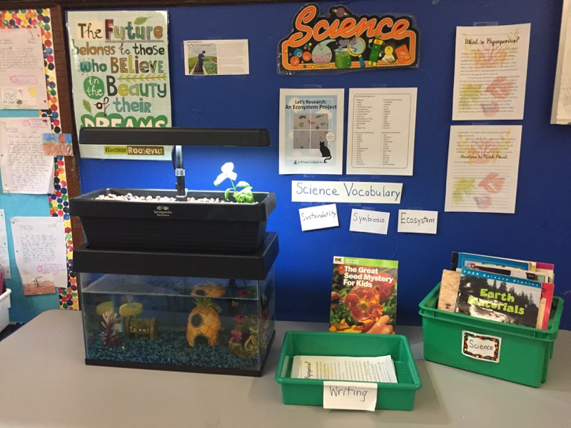 SpringworksFarm's tweet photo. Microfarms are now in over 30 schools across the country teaching photosynthesis, water chemistry, nutrient cycling, and more! 📘 #teacher #school #aquaponics #sustainable #organic https://t.co/VOERHzrsAz