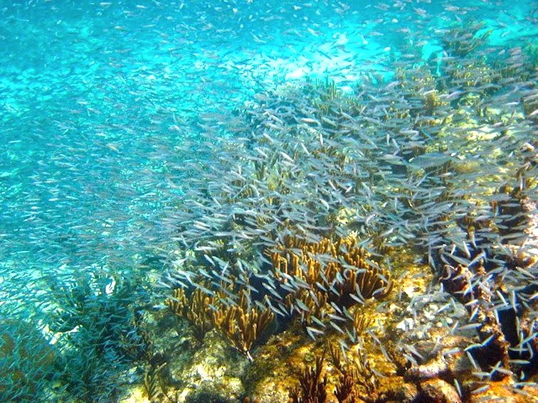 ActPlanetTravel's tweet photo. Take a Tropical Cruise to the Bahamas | Essay https://t.co/D5HJzN0H4k #adventuretravel #travel https://t.co/GwGlTQNen8