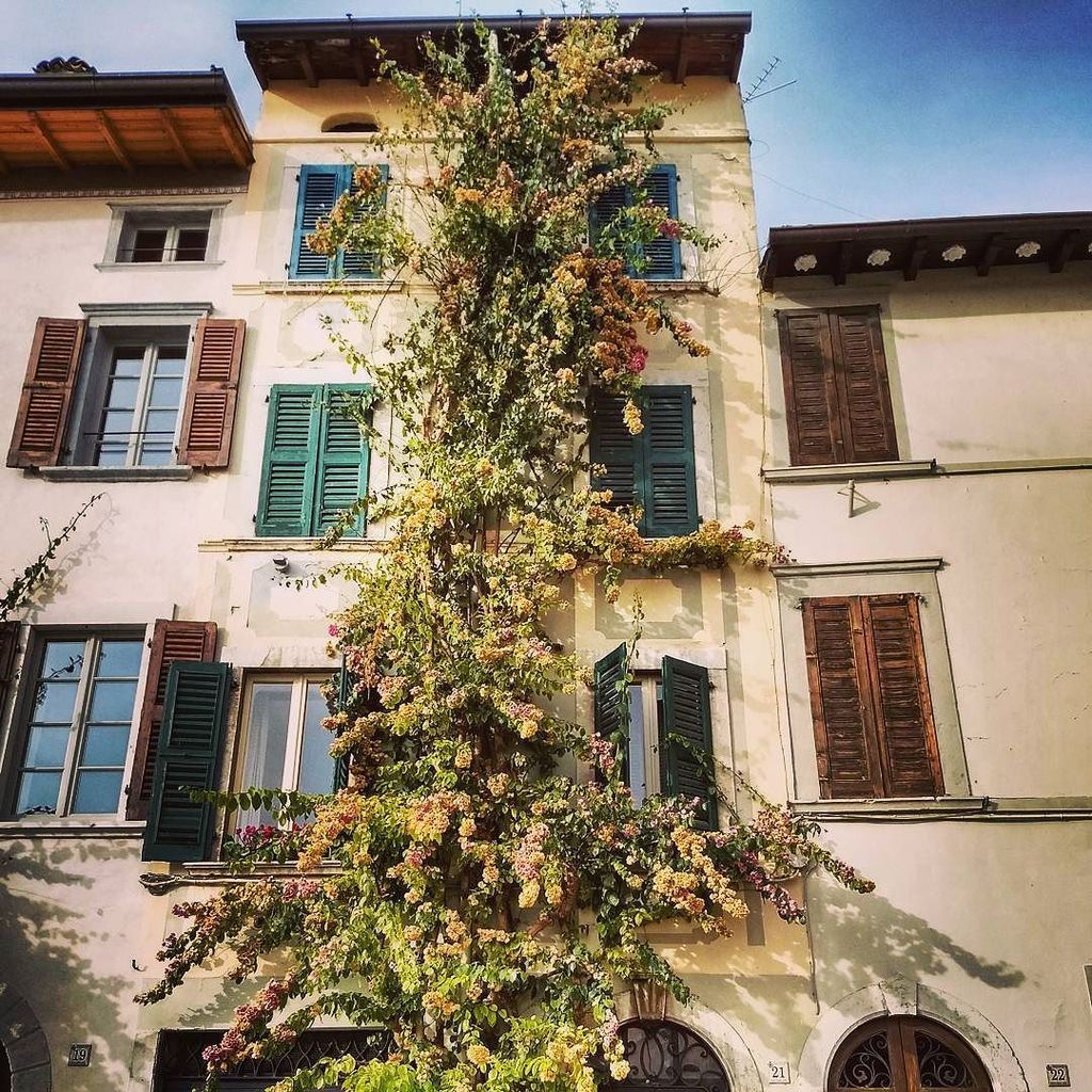 viaggiconme's tweet photo. #Bogliaco #Gargnano #Gardalake #Italy #VisitGarda #Climbingplant #Viaggiconme https://t.co/GCGQLSV2ex https://t.co/IEmNMDk6GR