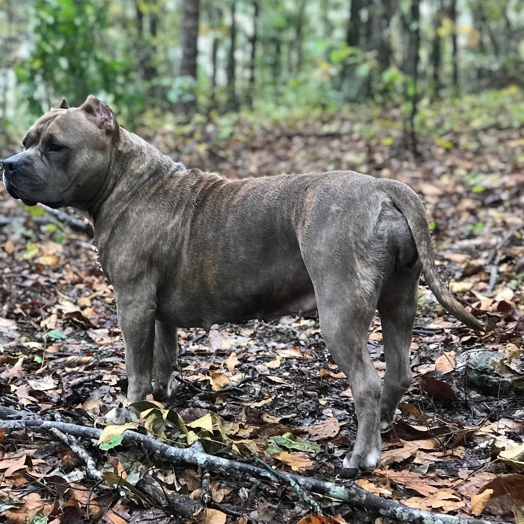 thuglifemall's tweet photo. Moma SteelJaws Cairo of MTK.... The chick that made it happen this Valentine’s Day! 😁 #MTK #mealtimekennels #bully #americanbullyx... https://t.co/JudDvAK7Za