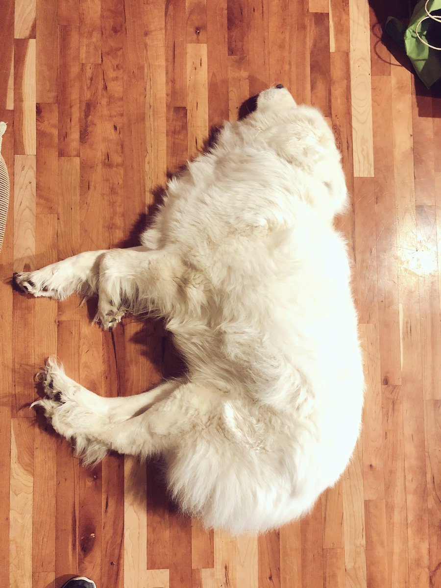 DaniDodge2's tweet photo. My dog looks like a floorf rocket. #doggo #pyrenees #maximumdog https://t.co/JcO1Sk6oI5