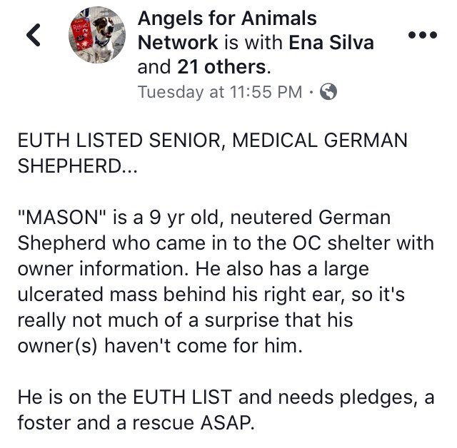 giselle1900's tweet photo. CODE RED🆘🆘9 YO #GSD WITH MASS BEHIND HIS EAR IS EUTH LISTED😭😭URGENTLY NEEDS #Pledge #Rescue #Foster PLZ HELP https://t.co/Hl9rfkbQOv #CA 
-@DogRescueTweets @Gdad1 @ruthmen @Stacey5899 @WinglessBird_ @bbschumann @_AnimalAdvocate @The_Animal_Team @RejectedAnimals @GraffiteAdam https://t.co/kQB0nV2Rhq