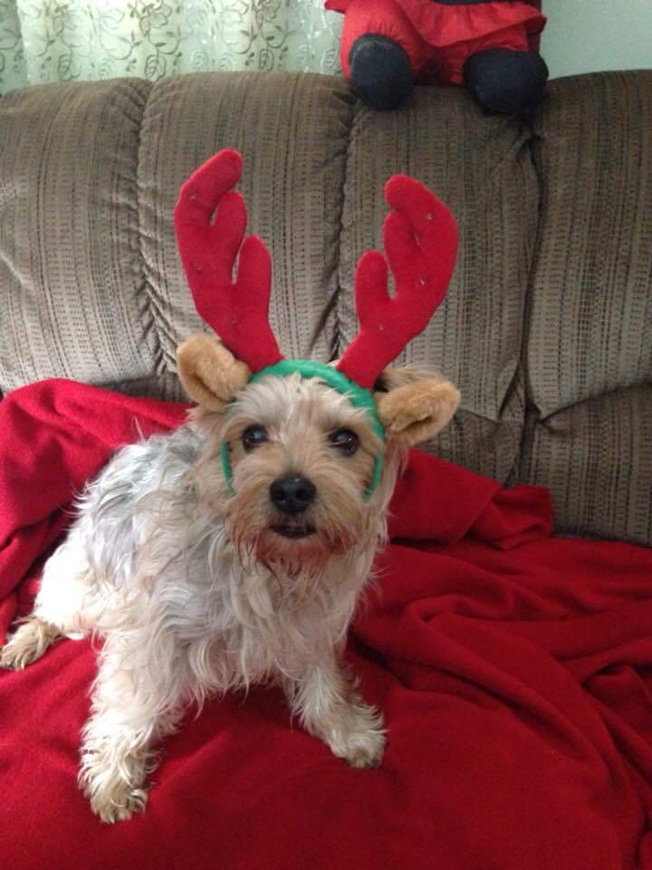 Marisaaa_George's tweet photo. Buddy makes my heart happy and is so cute and just 😭😍 https://t.co/7XHi3HMrAD