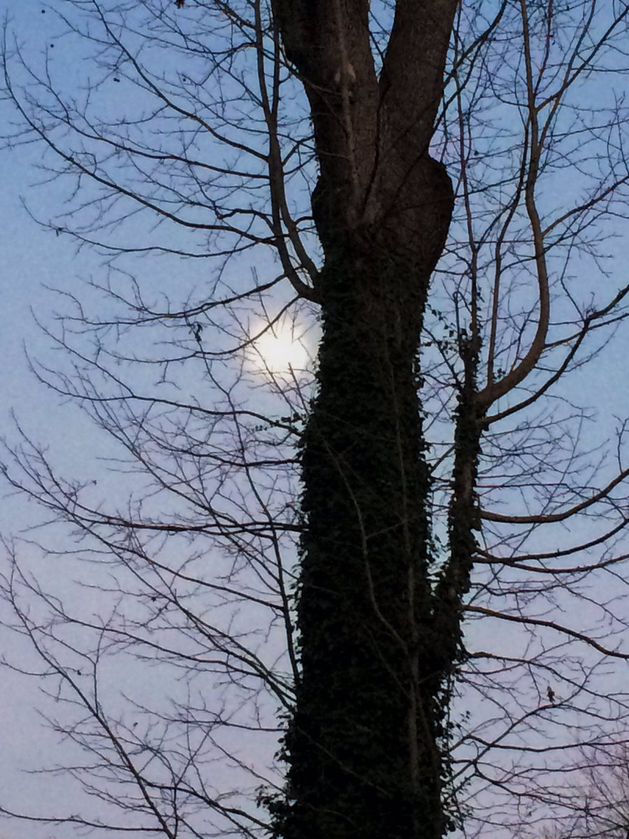 SuzyFerriss's tweet photo. Moon tree... #photography #winterskies #endofdecember https://t.co/CsXWGlqt2p