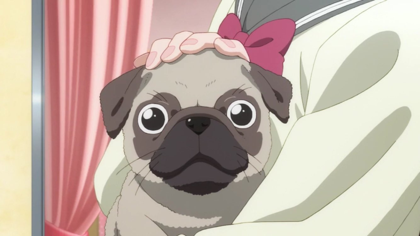 れお めい N M ラブライブサンシャイン最終話 最高でしたね りこちゃん まさかの犬を飼うw プレリュードww可愛いなぁ まあ ノクターンの方が好きだが シェルティ可愛い ラブライブサンシャイン プレリュード T Co Ehpg4zmj9e Twitter