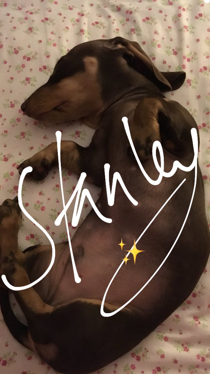 Sweet dreams Stanley! #sleepingsausagedog #dachshund #doxie #daxie #daxiepuppy #sensiblestanley #cutestestpuppyever #cutestdachshundpuppy #sausagedog #dachshund #dachshundsofinstagram  #daxielove #minaturedachshund #minidachshund #minidachshundpuppy