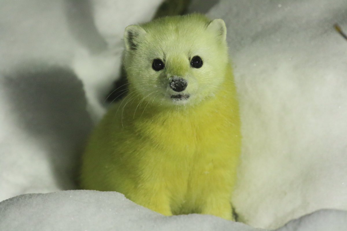 年末もテンのお出迎え！