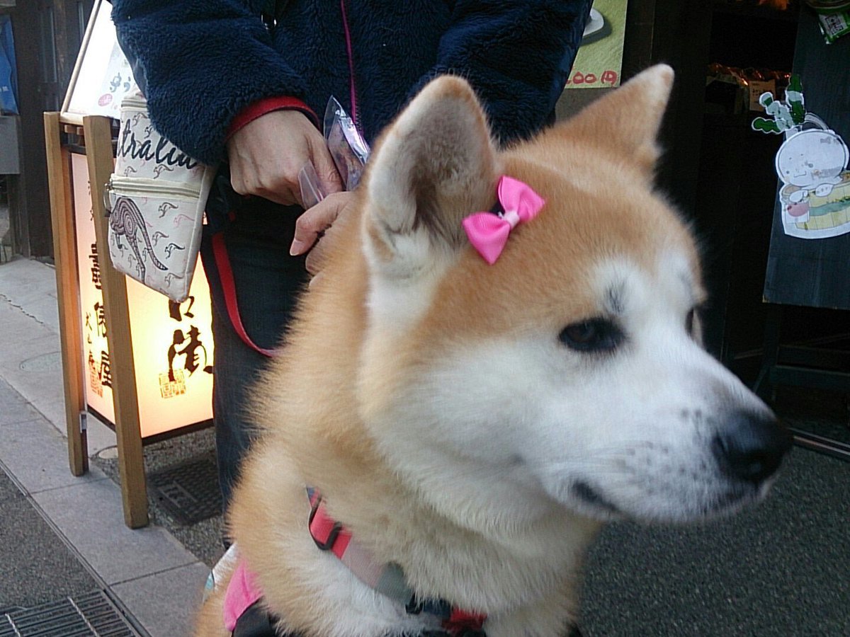 秋田犬 定春 على تويتر 虎うめちゃんのリボンを試着させてもらいました ドリル一発でひゅーんと飛んでっちゃった 秋田犬リボン組