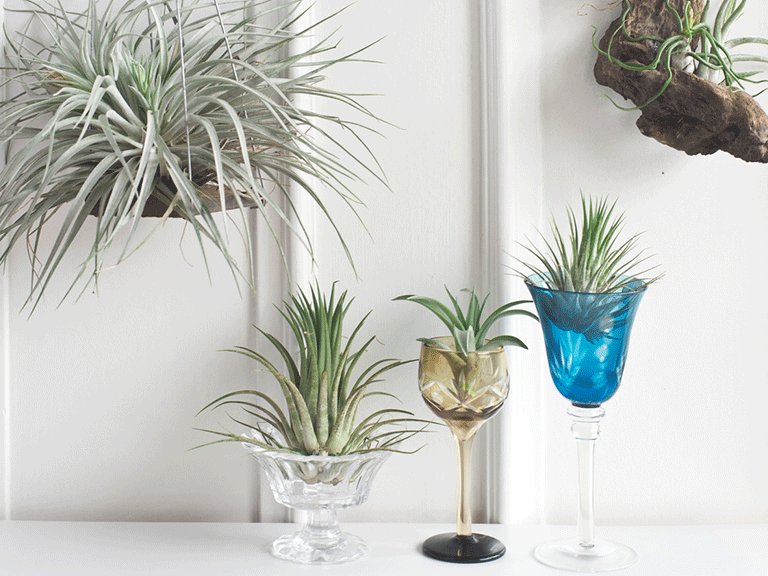 storagechoice's tweet image. Indoor plants are a great décor piece, they also happen to add great health benefits to your home! Check out this article from @MarthaStewart for 5 ways to have a greener home. bit.ly/2zI8vJv