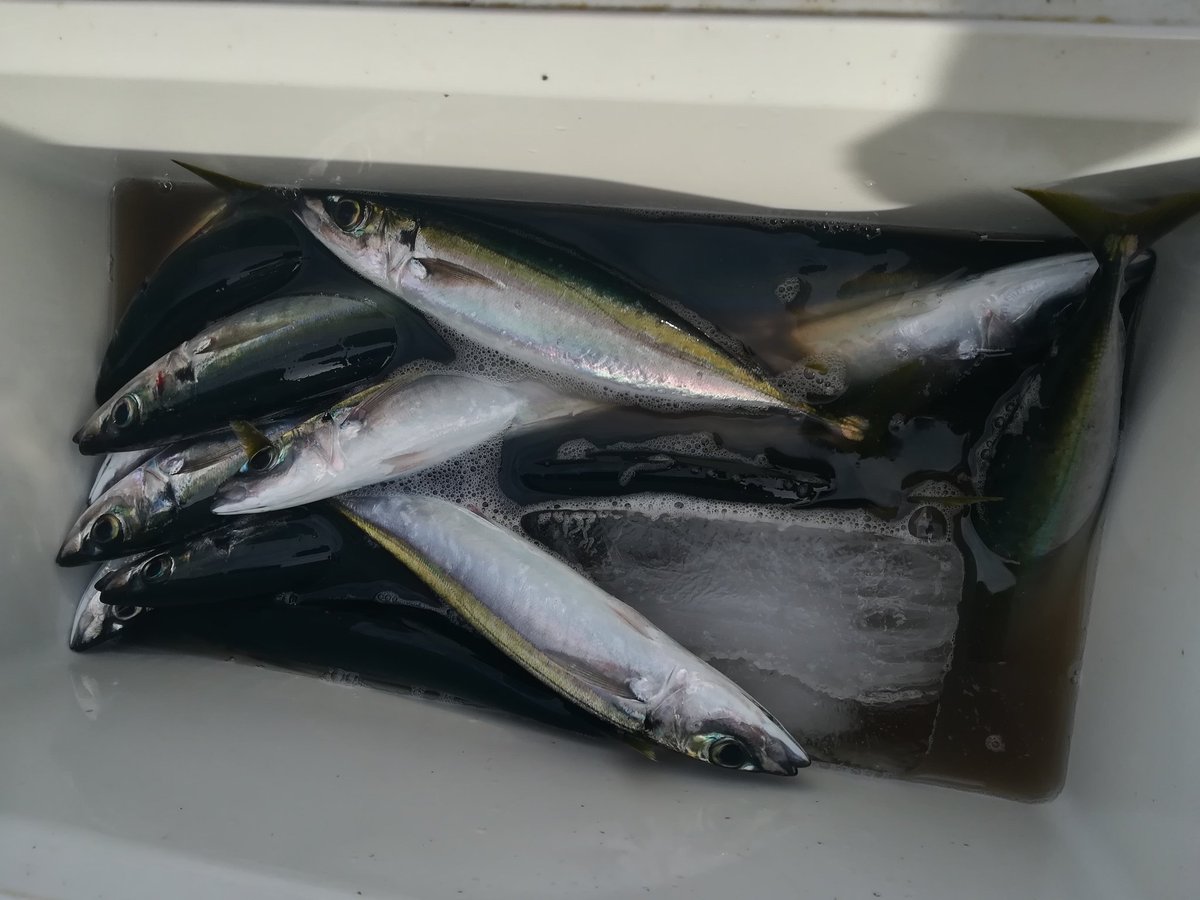 神港つり具 八丈島 サビキで堤防ムロアジ釣れだしたそうです 天気の良い今日は絶好ですね 正月の肴釣りにどうぞ 八丈島 レンタルサビキング 堤防 ムロアジ T Co 3ux7m7csjw 神港つり具 八丈島 サビキで堤防ムロアジ釣れだしたそうです 天気の良い今日は絶好ですね 正月の肴釣りにどうぞ 八丈島 レンタルサビキング 堤防 ムロアジ T Co 3ux7m7csjw
