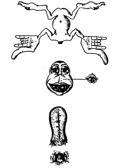 Storiadellamedicina The First Homunculus Penfield And Boldrey 1937 Penfield S Homunculus A Note On Cerebral Cartography Histmed Neurology Neurosurgery Psychiatry T Co Mfswujzpaf