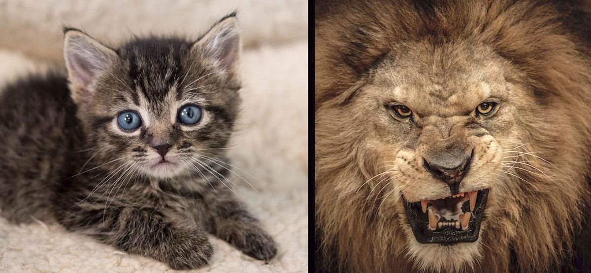 #TheResistance
This is MY take on the "Me at the beginning of the year" meme.

Yes, it's been rough, but instead of crushing me, it's strengthened me. 
I hope you feel the same way.

Watch out 2018.