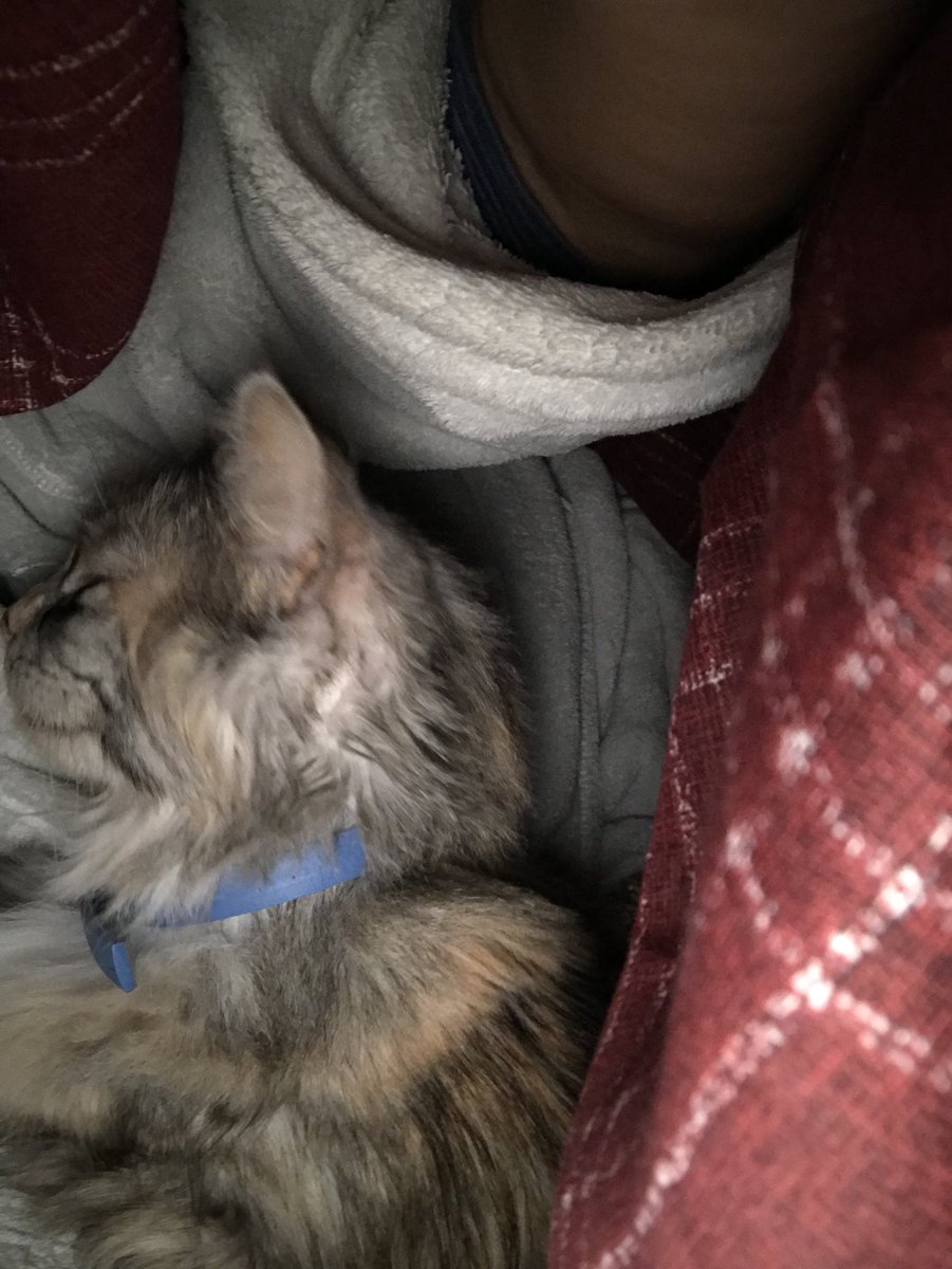 cj_pompey's tweet photo. When you are sick in bed and wake up in the middle of the night shivering, my hot water bottle came to the rescue 😍😍 #luna #fluffball #naturalheat #helpmegetbetter https://t.co/LduXeUDpzP