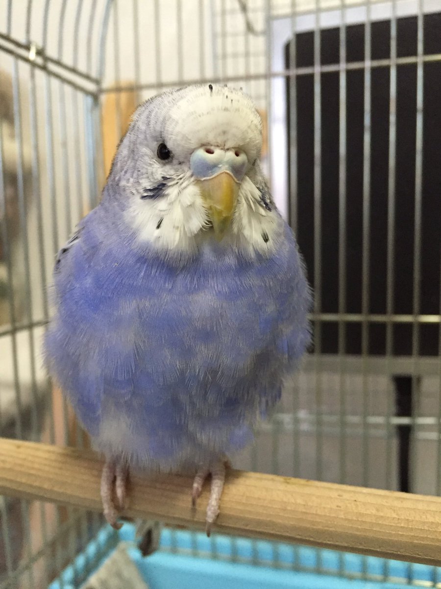 インコ 期 セキセイ 換羽 セキセイインコの換羽期｜あおのり｜note