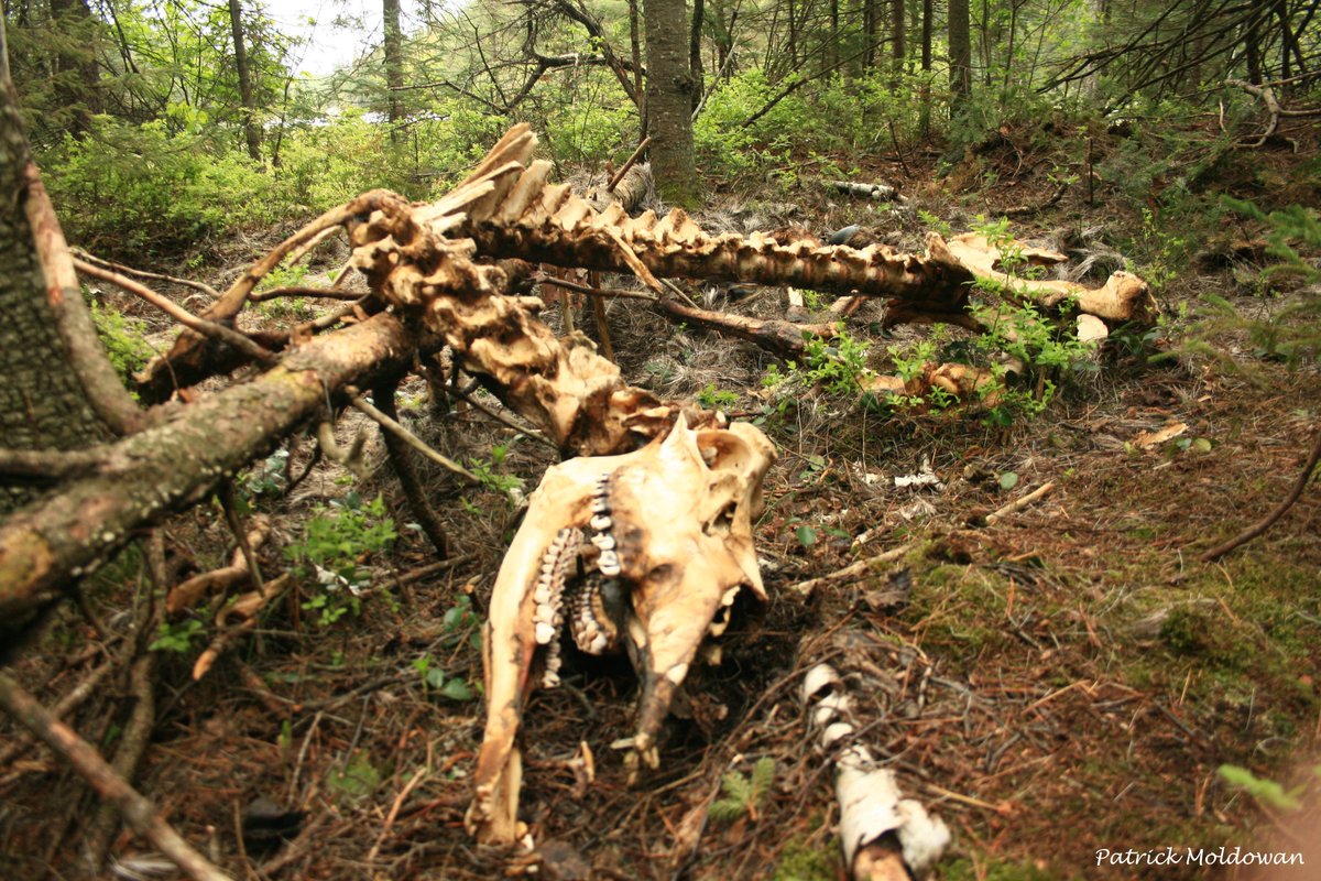 AlgonquinWRS's tweet photo. .#YearInReview2017: Not only was the #moose carcass a fantastic study for insects and other invertebrates, the #skeleton provided anatomical close-ups of this large forest dweller. #FieldCourse students were delighted! #FieldSeasonInReview2017 #AlgonquinPark https://t.co/BwWyNkfA8J