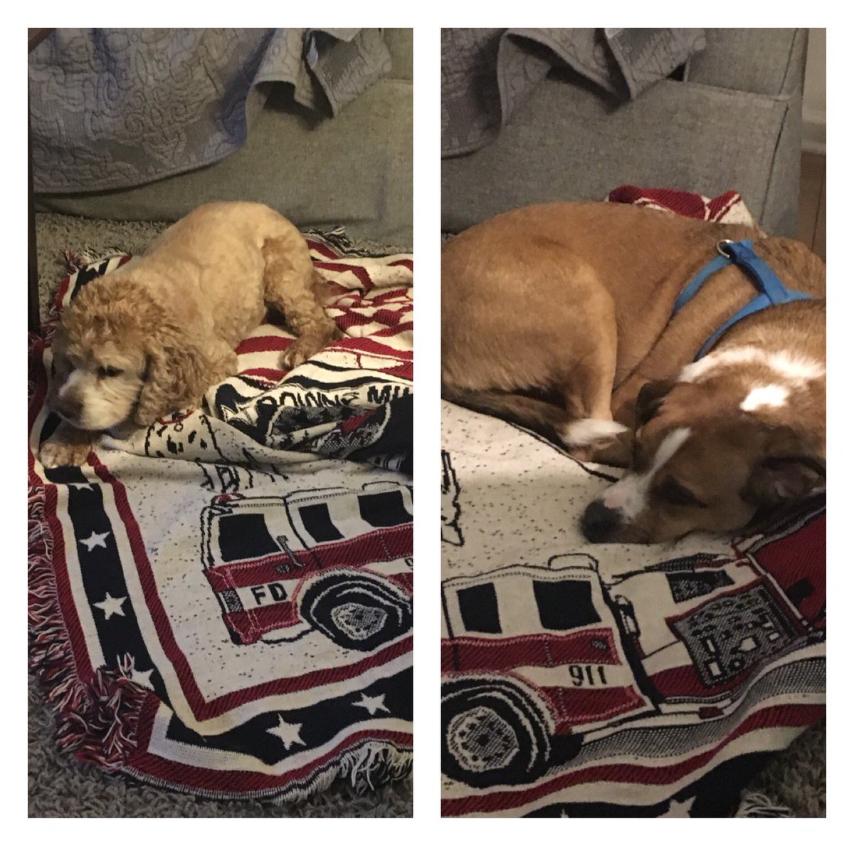 LibbsLife's tweet image. Me &amp;amp; Scout sleepin on dad’s fire comp blanket &amp;amp; dreamin of ridin on da truck with lights &amp;amp; sirens! #firedogs