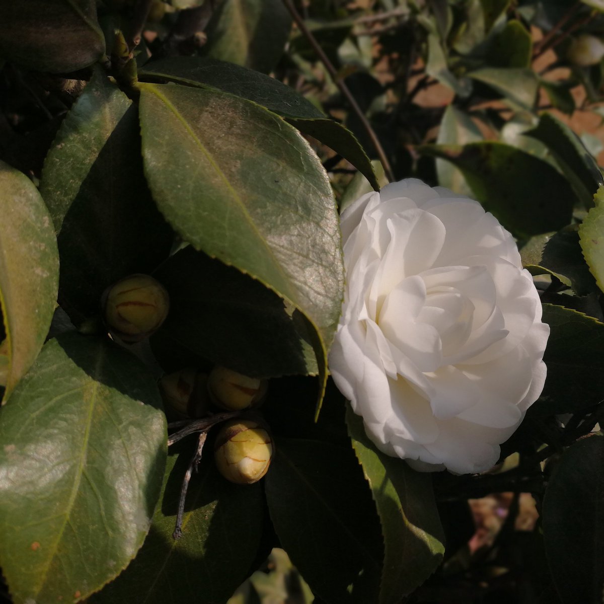 Kavinlins's tweet image. happy new year